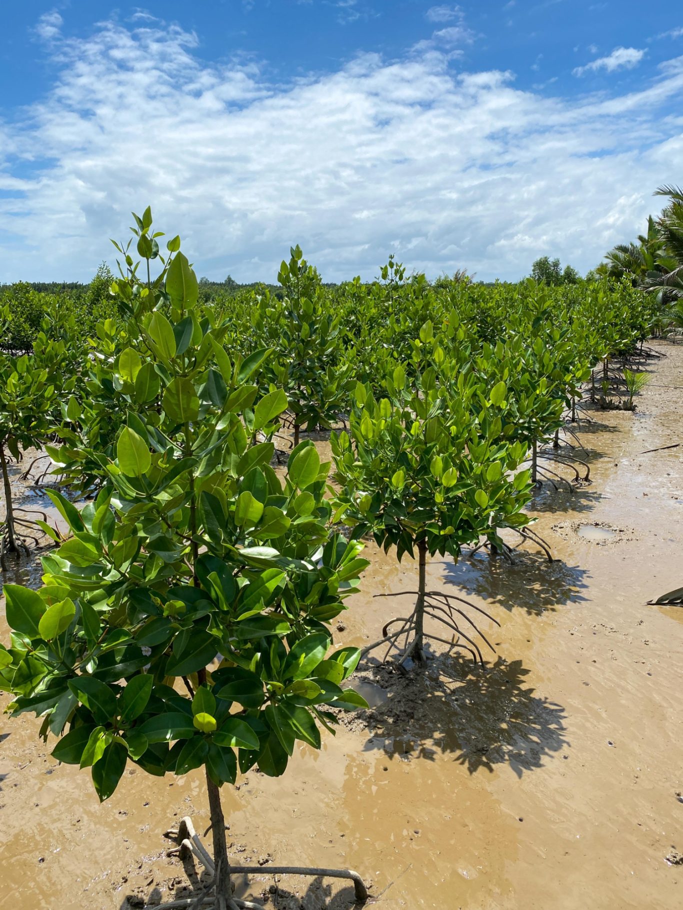 Restorative aquaculture